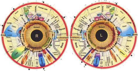 What Your Iris Says About YOU! - In5D Esoteric, Metaphysical, and Spiritual Database : In5D ...