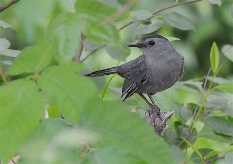 Species Spotlight: Grey Catbird - Iowa Natural Heritage Foundation