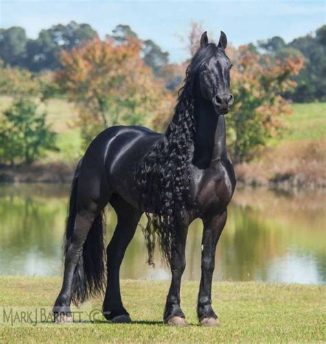 Razas del mundo: caballo frisón | Caballos | Pinterest | Horse ...