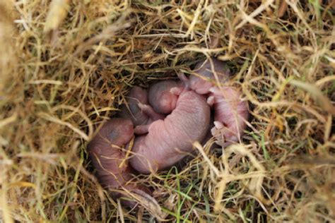 Are there Baby Mice in Your House? | Griffin Pest Solutions