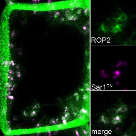 Targeting and signaling of Rho of plants guanosine triphosphatases ...