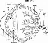 Human Eye Coloring Page sketch template