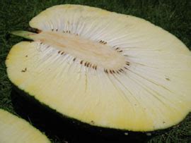 Market Manila - Kolo or Rimas / Breadfruit - General