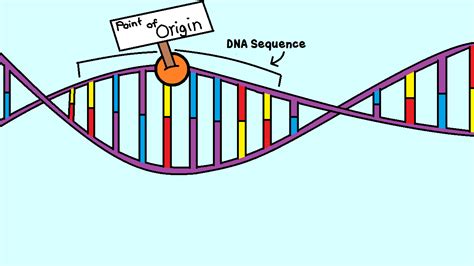 17 Intriguing Facts About DNA Replication Origins - Facts.net