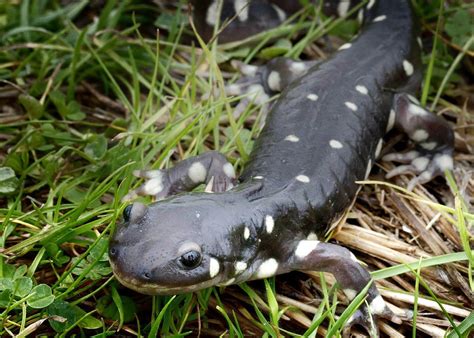 Read about California's rare and endangered species on Endangered Species Day | KRCR