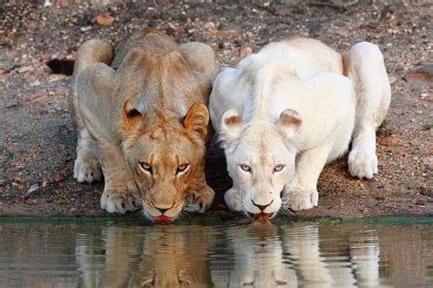 Nature "The White Lions" | WXXI