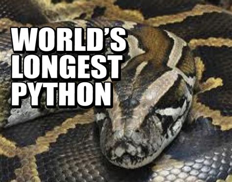 WORLD'S LONGEST PYTHON - Weekly World News