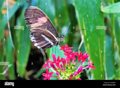 Stratford Butterfly Farm Stock Photo - Alamy