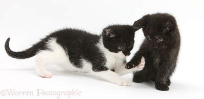 Kittens playing with birthday gift bag photo WP30887