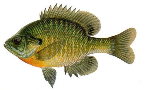 Wisconsin Fish (Drawings) Flashcards | Aquaponics fish, Fish, Crappie fishing