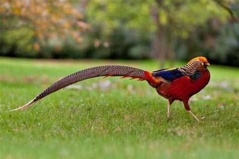 15 Birds With Spectacularly Fancy Tail Feathers