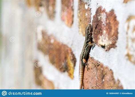 Podarcis Muralis English Wall Lizard is a Species of Lizard Often Seen in the Natural Park Hoge ...