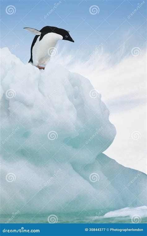 Adelie Penguin Jumping from Iceberg Stock Image - Image of length ...