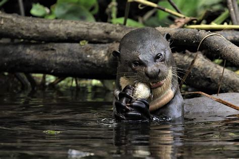 Yasuni National Park is one of the Most Biodiverse Places on the Planet