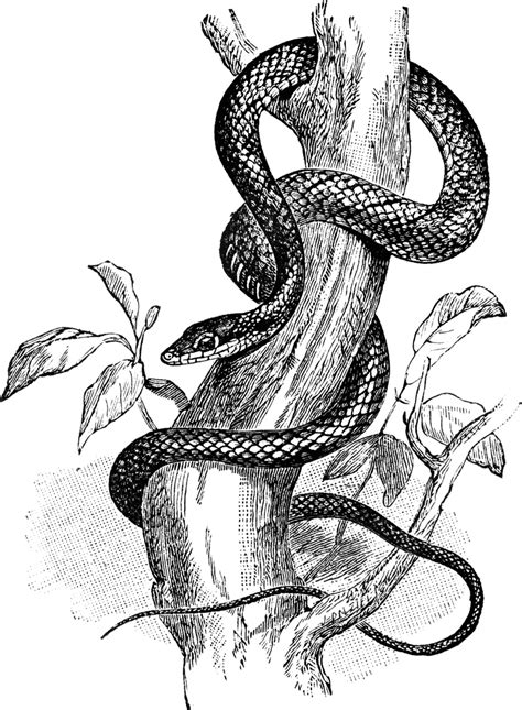 Tree Snake | ClipArt ETC | Snake drawing, Snake sketch, Tree drawing