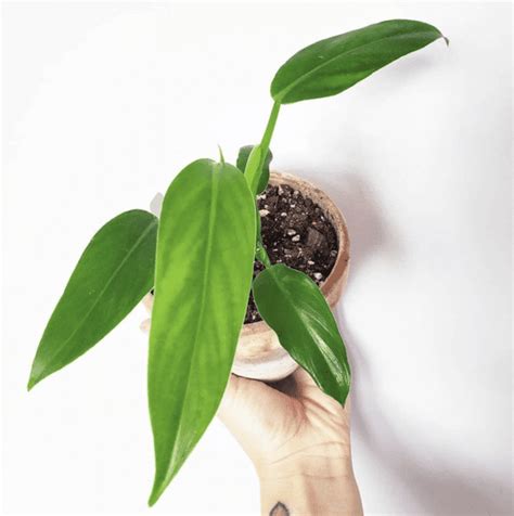 Philodendron Domesticum Care - What you need to know