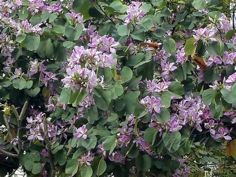 Kachnar | Flowering trees, Flowers, Tree