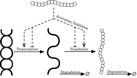 Processes of gene regulation and protein synthesis. We exhibit here a... | Download Scientific ...