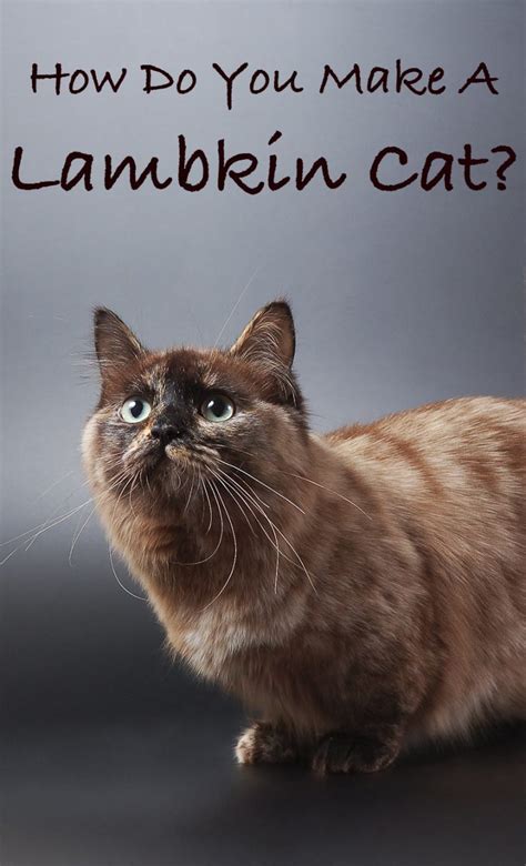 What Is A Lambkin Cat?