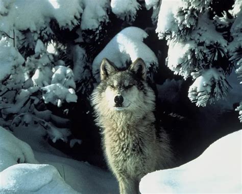 Northern Rocky Mountain wolf - Facts, Diet, Habitat & Pictures on ...