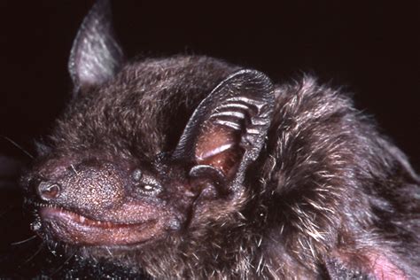 New bat species has fangs you won't believe