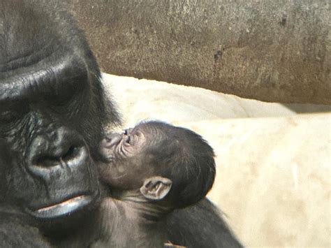 Baby gorilla's birth is historic for Detroit Zoo