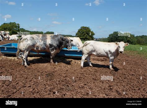 belgian blue cattle Stock Photo - Alamy