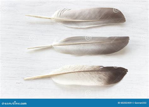 Three feathers stock image. Image of concept, feather - 60202459