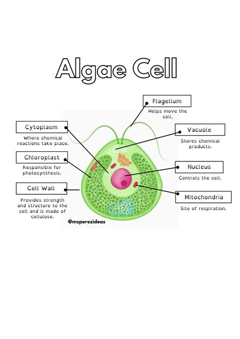 Algae Cell | Teaching Resources