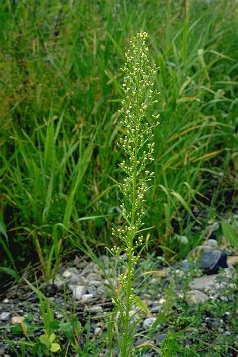 CANADIAN FLEABANE - Lake Country Museum & Archives