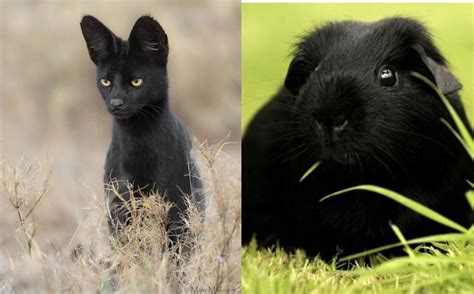 20 Incredible Melanistic Animals - Top10animal