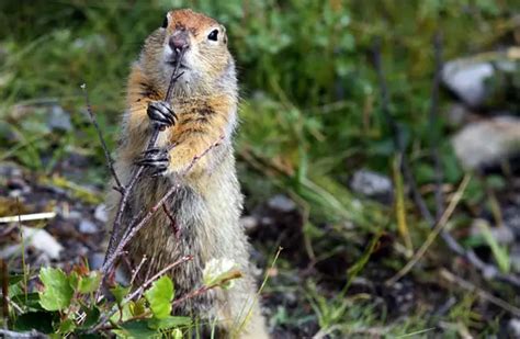 Marmot - Description, Habitat, Image, Diet, and Interesting Facts