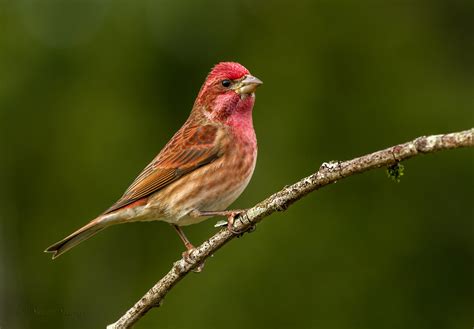 MALE PURPLE FINCH | Male Purple Finches are colorful, being … | Flickr