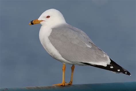 Ring-billed Gull "Larus delawarensis" | Boreal Songbird Initiative