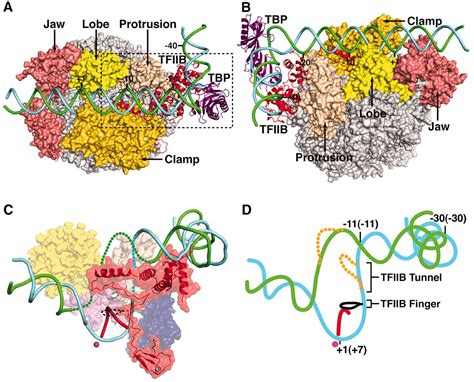 Rna Polymerase Ii Structure