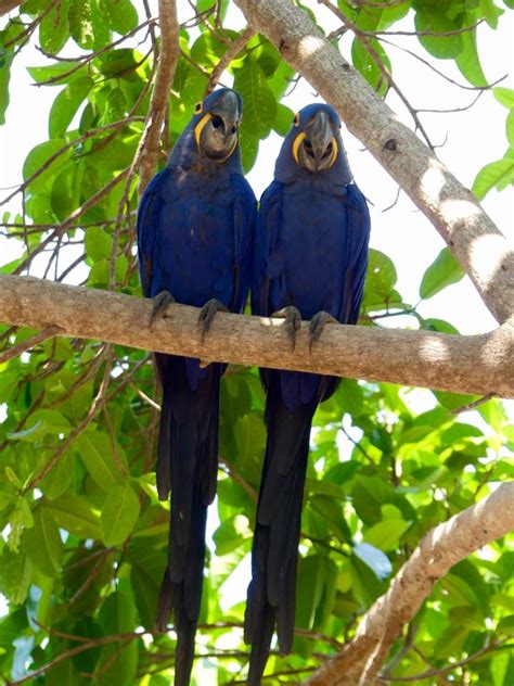 Brazil: Pantanal – Pantanal Birds – Travel2Unlimited