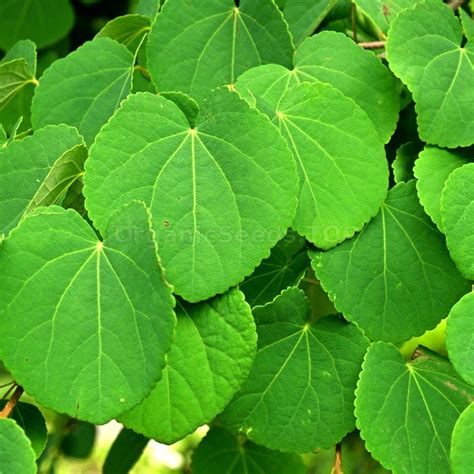 Katsura Tree Seeds (Cercidiphyllum japonicum) - Shipping is free for orders over €50