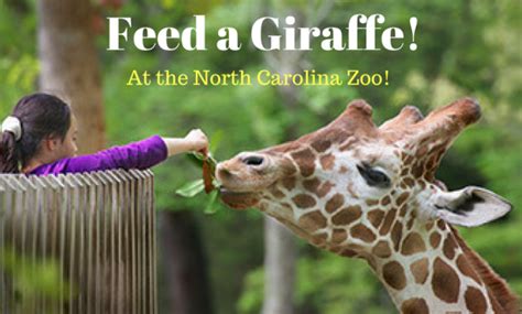 You Can Feed A Giraffe When You Visit The North Carolina Zoo!