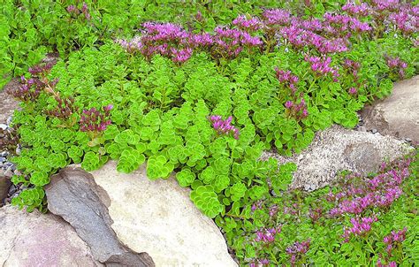 Sedum spurium 'John Creech' – Singing Tree Gardens Nursery