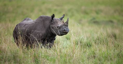 Wildlife in Masai Mara National Reserve | Kenya Safaris Tours