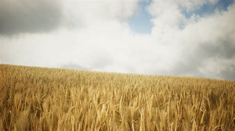 Ripe yellow rye field under beautiful summer sunset sky with clouds 6099647 Stock Video at Vecteezy