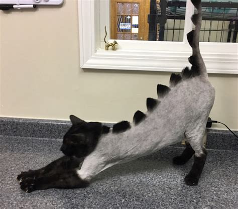 Dinosaur Cat Haircuts