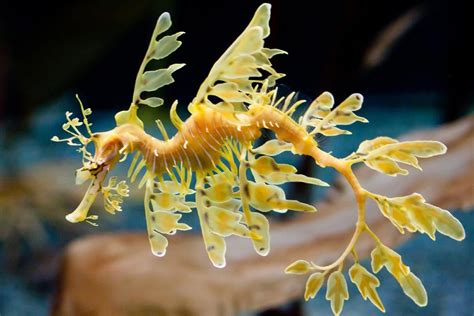 Leafy Sea Dragon Facts | Leafy sea dragon, Cool sea creatures, Animals ...