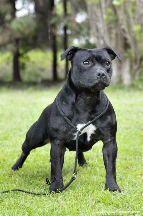 Avatar Black Atenea | Staffy dog, Dog breeds, Terrier breeds