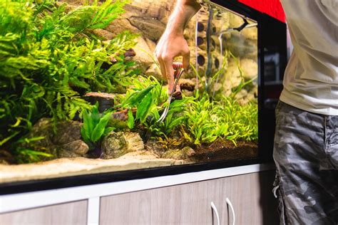 How to clean your Fish tank - Fishxperts