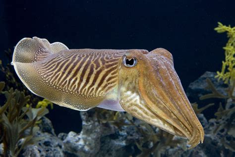 Seed to Feed Me: WHAT IS A CUTTLEFISH?