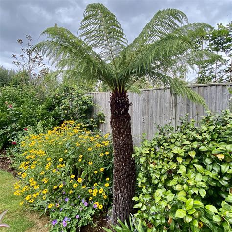 10 Mind-Blowing Small Fern Garden Ideas: Create a Serene Oasis in Your Backyard Now!