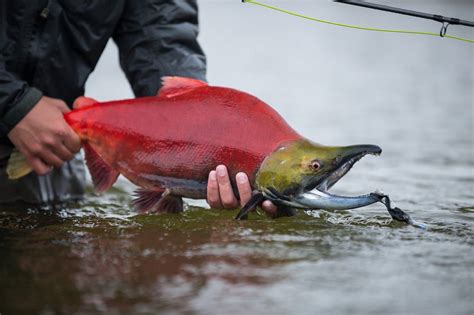 Sockeye Salmon