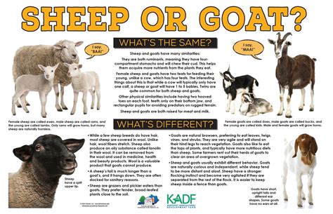 Sheep & Goat Lessons and Resources — #TeachKyAg