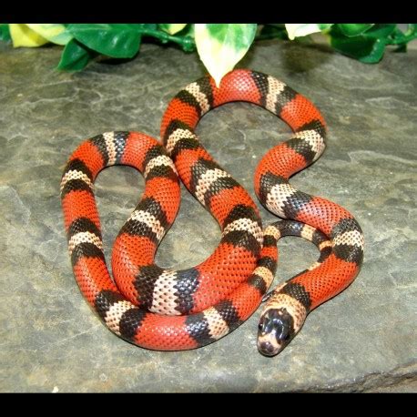 Honduran Milk Snakes (Lampropeltis triangulum hondurensis)